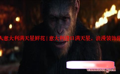 八尺夫人意大利满天星鲜花 | 意大利进口满天星，浪漫装饰你的生活